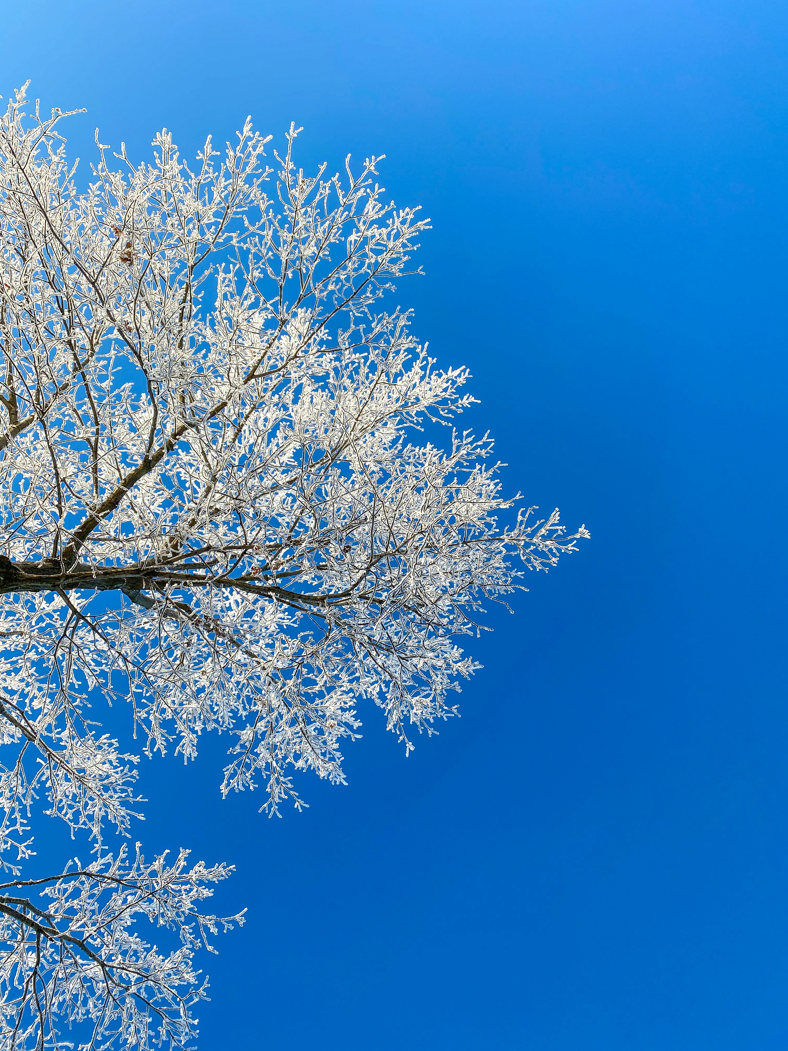 white and brown tree under blue sky during daytime